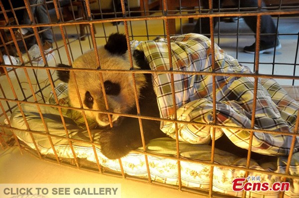 The panda lies huddled up under the quilt after its wound was stitched by veterinarians of the Qingjiang Natural Reserve Center on November 17, 2014. Officers of the protection center said the panda was in stable condition. [Photo: China News Service/ Ma Wenhu]