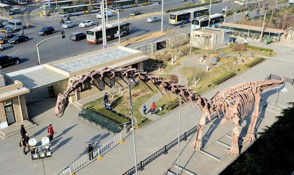 A restored dinosaur skeleton is on display outside the Beijing Museum of Natural History on Tuesday, Dec 2, 2014. [Photo/Beijing Times] 
