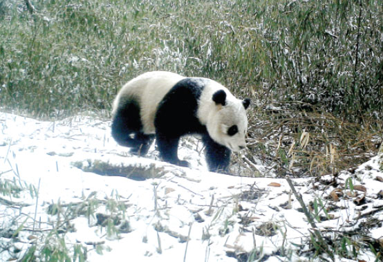 A photo of a panda taken in 2011 by an infrared camera in the Anzihe Nature Reserve, Sichuan province. Provided to China Daily