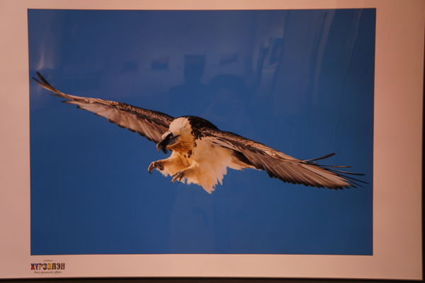 A photo taken by a Mongolian photographer shows an eagle swooping above the prairie. An exhibition of 100 ethereal photos of Mongolia went on display in the Beijing Capital Library on Dec 6, 2014. [Photo/ China.org.cn by Wu Jin]