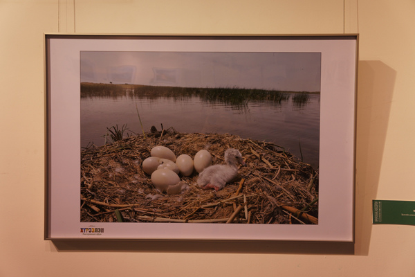 A photo taken by a Mongolian photographer shows a duckling hatching beside a tranquil lake. An exhibition of 100 ethereal photos of Mongolia went on display in the Beijing Capital Library on Dec 6, 2014. [Photo/ China.org.cn by Wu Jin]