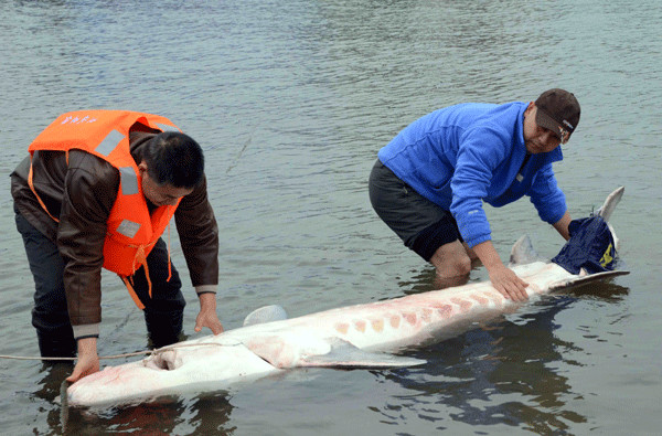 Experts attempt to rescue an injured wild Chinese sturgeon on the Yangtze River on Nov 25. Below: A 1.5meterlong wild Chinese sturgeon is pulled from the river in Nanchang, Jiangxi province, in May.CHENG LONGMEI / XINHUA AND LIU BAOPING / FOR CHINA DAILY  