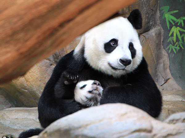 Panda Juxiao holds one of her babies in arms at the Chimelong Safari Park in Guangzhou, Guangdong province, on Dec 9. ZOU ZHONGPIN / CHINA DAILY