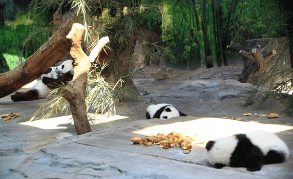 Panda Juxiao plays with one of the triplet cubs while the other two take a nap at the Chimelong Safari Park in Guangzhou, Guangdong province, on Dec 9. ZOU ZHONGPIN / CHINA DAILY  
