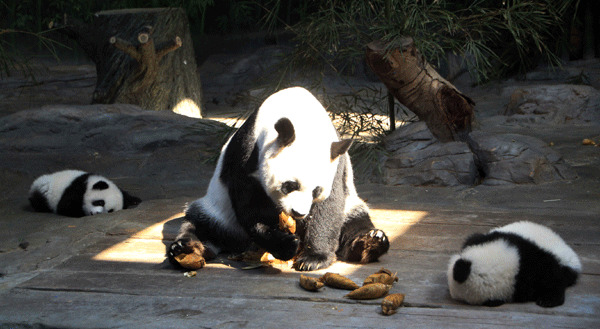 Panda Juxiao eats while her two babies take a nap at the Chimelong Safari Park in Guangzhou, Guangdong province, on Dec 9. ZOU ZHONGPIN / CHINA DAILY  