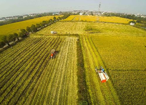LAND REFORMS BEAR FRUIT: Machines harvest rice in a pilot rural land reform area in Wuxing District, Huzhou, east China's Zhejiang Province, on October 22 (XU YU)