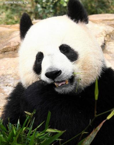 In this file photo taken on Feb. 4, 2011, female panda Xin Xin feeds on bamboo leaves in south China's Macao. It died of acute renal failure and related ailments on June 22, 2014. Xin Xin, along with Kai Kai, a male panda, were presented by the Chinese central government to Macao as a gift for the 10th anniversary of the Macao Special Administrative Region (SAR) in 2009. The Chinese central government will confer another pair of giant pandas to Macao, President Xi Jinping said here Friday, during his meeting with Chui Sai On, chief executive of the Macao SAR. (Xinhua/Cheong Kam Ka)