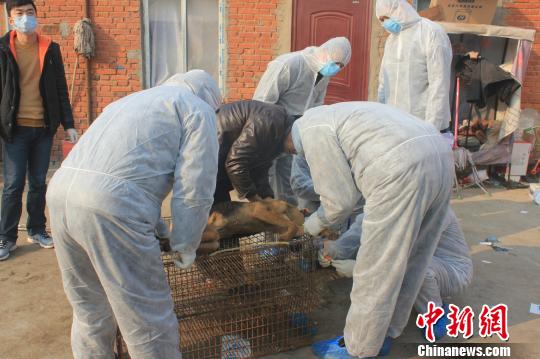 Local animal husbandry authorities inspect dogs in Yingyang, Henan province. [Photo/chinadaily.com.cn]