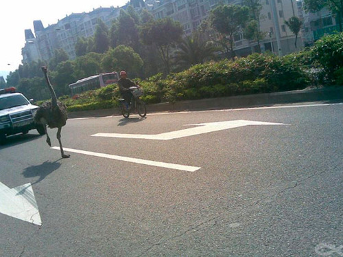 An over-two-meter high, 75 kilogram ostrich accidentally crashed into the fast lane in eastern Chinas Zhejiang province Monday.