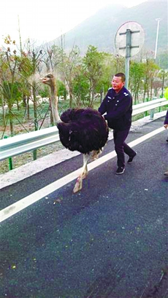 The big bird then ran on the side of the road and raced with passing cars.