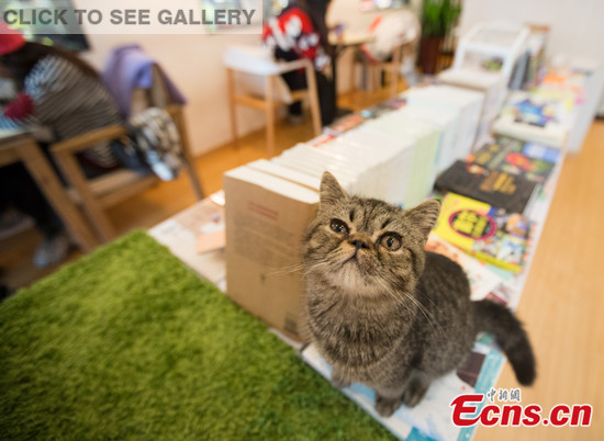 A cat crouches on books at a bookstore in Nanjing, Jiangsu province, Dec 4, 2014. The newly opened bookstore provides good news for book lovers who also love cats. The special bookstore is a joint venture between Xinhua Bookstore and a kitty caf. More than 20 pure-bred cats can be seen in this store and they seem meek to customers. [Photo: China News Service/ Su Yang] 