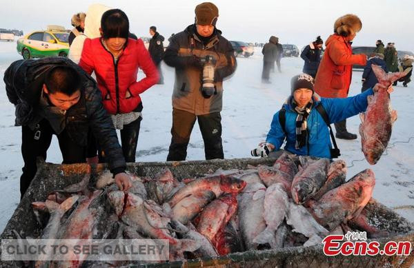 Fishermen select fish caught at this year's winter fishing festival at Chagan Lake in Songyuan city, Northeast China's Jilin province, Dec. 28, 2014. Chagan Lake is the only area in China which still uses traditional Mongolian ice fishing method. The annual fishing tourism fair kicked off Sunday. A fish caught from the first net was sold at 369,999 yuan ($59,480). [Photo: China News Service/Zhang Yao]