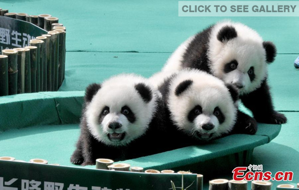 The world's only surviving panda triplets are seen playing in the Chimelong Safari Park in Guangzhou, South China's Guangdong province on December 15, 2014. The trio have been named Kuku (cool), Shuaishuai (handsome), and Mengmeng (cute) after a three-month campaign. [Photo: China News Service/ Liu Weiyong] 