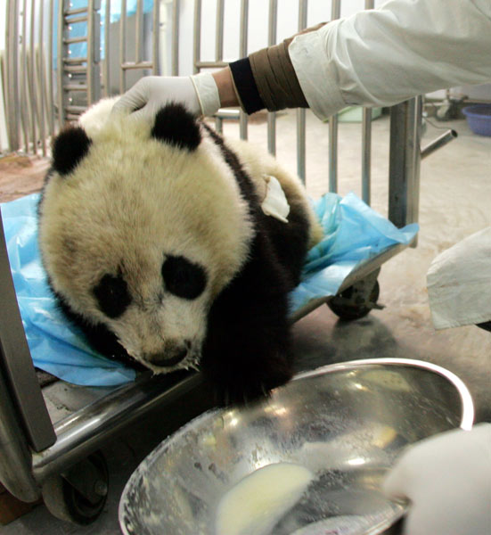 Giant panda Cheng Cheng is seen in a handout picture. She died of distemper on Dec 9. Three other pandas were diagnosed with the disease. Yuan Jingzhi / for China Daily  