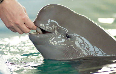 A 500 million yuan waterway construction project has been suspended to make way for the black finless porpoise, an endangered species in China's Yangtze River. [File photo]