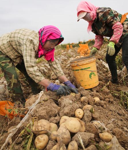 Farm workers are busy harvesting potatoes in Minle, Gansu province, in September. WANG JIANG/CHINA DAILY