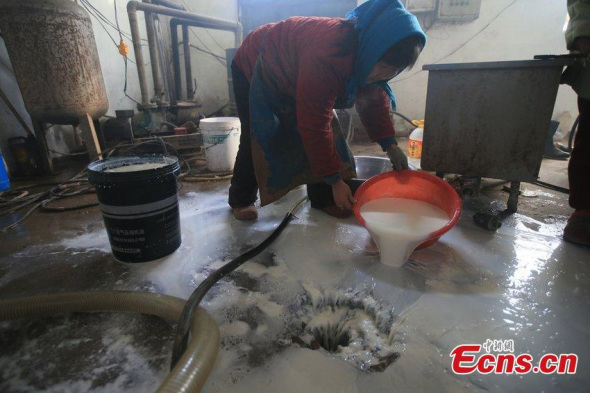 A woman dumps milk into a drain in Xiaxinzhuang village in Beijing's suburban Yanqing county. With the support of local government, the village started building cow farms in 2003 and has helped many farmers get rich. However, many farmers in Beijing and Hebei province have been forced to discard the milk they collect and close business, as raw milk procurement price keeps diving recently amid rising cost and competition from import. [Photo/CFP] 