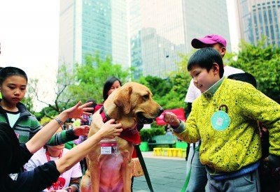 Since 2006 when the doctor puppy project was initiated in Guangzhou, 85 dogs have passed the tests and become doctor puppies, 40 - 50 of which are at their post, providing services for 32 nursing homes and children's medical centers.