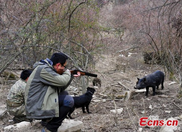 A man aims at a boar at a hunting ground in Mianyang city, Southwest China��s Sichuan province, Jan 20, 2015. The hunting ground, covering an area of 666 hectare, officially opened in 2014 and charges its member, mainly private entrepreneurs, 100,000 yuan ($16,080) annually. The prey here is mainly boars, hares, pheasants and porcupines which are all domesticated and it also follows strictly the regulations on the management of the guns. [Photo/CFP]