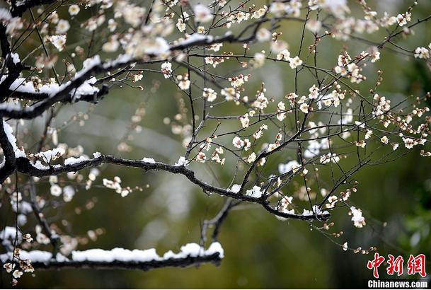 Plum tree. (Photo: China News Service) 