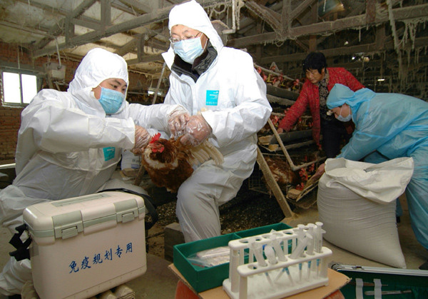 Technicians collect blood from a chicken to help poultry feeders disinfect the farm in Linghai, Liaoning province, on Tuesday. LI TIECHENG/CHINA DAILY
