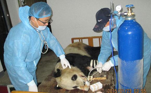 Workers at the rescue, breeding and research center in Shaanxi are checking on the condition of Xin Xin that died early Friday, January 23, 2015. [Photo/Xinhua]