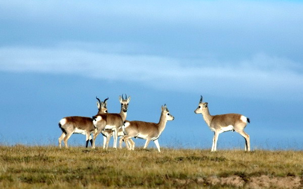 Tibetan antelopes at the Kekexili Nature Reserve. [file photo]
