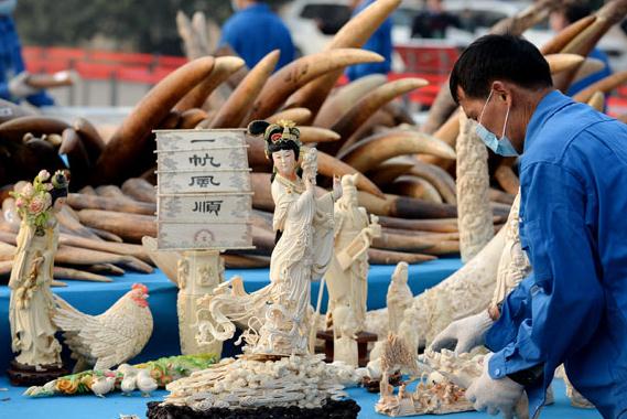 Officers from the State Forestry Administration and the General Administration of Customs destroy 6.1 tons of illegal ivory items in Dongguan, Guangdong province, in January last year. It was the first time China destroyed confiscated elephant ivory. Li Xin / Xinhua