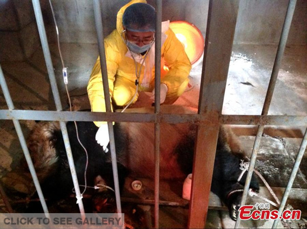 A veterinarian is seen treating a panda which is ill after contracting a measle-like virus at the wild animal rescue and research center in Zhouzhi county, Northwest China's Shaanxi province. Local authorities confirmed on Monday that giant panda named Da Bao has died after contracting the virus, bringing the panda death toll from the disease to two. The first panda, eight-year-old Cheng Cheng, died on December 9, 2014. Another two pandas are ill, with one in critical condition. [Photo: China News Service/ Zhong Xin] 