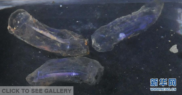 Photo shows one of the unknown deep-sea living beings collected by China's Jiaolong from the seabed of the southwestern Indian Ocean on Wednesday, Jan.14, 2015. (Photo/Xinhua)