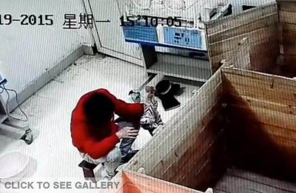 A piece of video clip shows a zookeeper is suspected of torturing a South China tiger cub on Jan 19, 2015. In a video that went viral online, a man is seen grabbing the neck of a cub, which is the size of a kitten, suspending the animal in the air, and punching it in the head when it tries to escape. Kuang Huaming, a manager at the zoo, has confirmed the authenticity of the video and says the keeper involved has been fired. South China tigers, believed to have been extinct in the wild for more than 30 years, are listed as one of the world's ten most endangered animals.[Photo/Chinanews.com] 