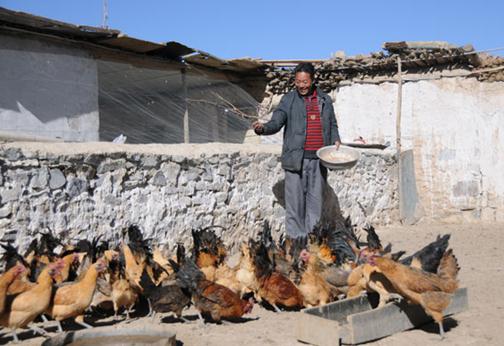 A poultry farmer feeds his chickens in Dazi county in Lhasa, the Tibet autonomous region, in January. Officials from the Lhasa science and technology bureau are stationed in the county to train farmers. Xue Wenxian / Xinhua