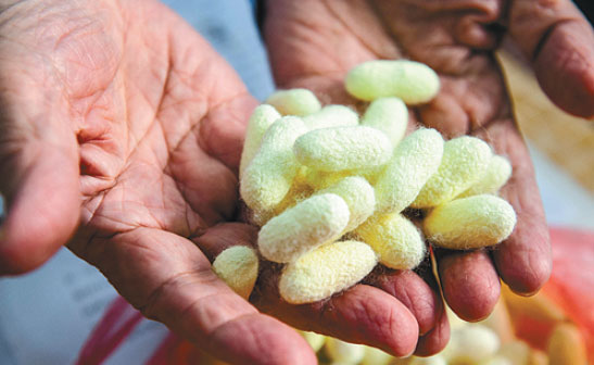 Colored cocoons have been produced by genetically modified silkworms in a lab at Southwest University in Chongqing. Liu Chan / Xinhua