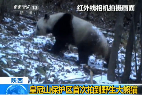 The still from a China Central Television (CCTV) news program shows the wild giant panda observed by a camera in the Huangguan Mountain Reserve on December 11, 2014. [Photo: CCTV News]