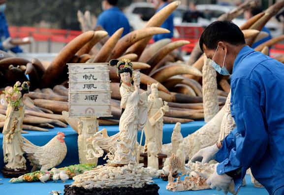 Officers from the State Forestry Administration and the General Administration of Customs destroy 6.1 tons of illegal ivory items in Dongguan, Guangdong province, in January last year. (Photo/Xinhua)