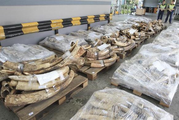 Seized elephant tusks are displayed by customs authorities in Hong Kong in October. Ivory smuggling has fallen due to strict law enforcement in China in recent years. (Photo/China Daily)
