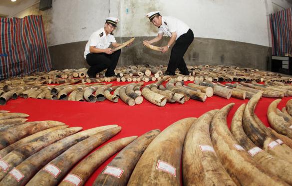 Customs officials in Xiamen, Fujian province, make an inventory of smuggled ivory on Nov 4, 2013. (Photo: by Lei Guohua/for China Daily) 