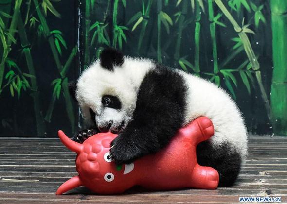 A five-month-old giant panda triplet plays with a toy sheep offered by its breeders at Chime Long Safari Park in Guangzhou, south China's Guangdong Province, Feb 18, 2015, on the eve of Chinese lunar new year of sheep. (Photo/Xinhua)  