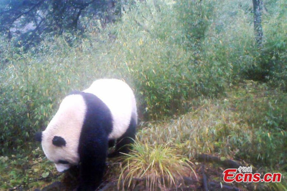 Infrared cameras at the Baishuijiang National Nature Reserve in Northwest China’s Gansu province have captured photographs of a wild giant panda. [Photo provided by Baishuijiang National Nature Reserve] 