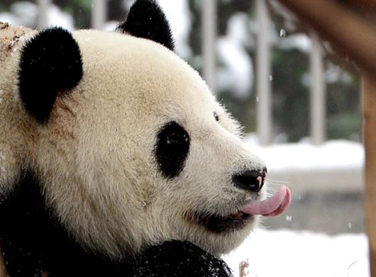 The wild panda population is fragmented into 33 isolated populations. (Photo: China Daily/Jin Siliu)