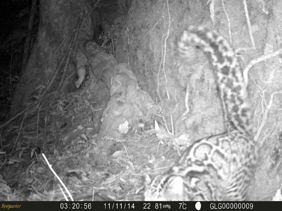 A Marbled Cat (Pardofelis Marmorata) is seen through infrared camera in Gaoligong Mountain National Nature Reserve, southwest China's Yunnan Province, in this photo taken on November 11, 2014 and released on March 6, 2015. The Gaoligong Mountain National Nature Reserve and Kadoorie Conservation China in Hong Kong on Friday jointly released this photo, which is the first image data of Marbled Cat captured in the wildness in Yunnan. (Photo/Xinhua) 