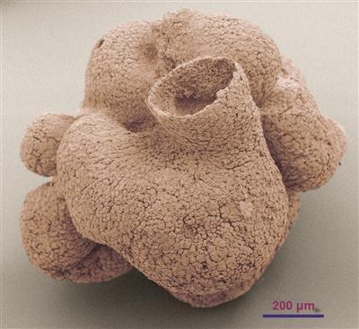The rice grain-sized primitive sponge fossil. 