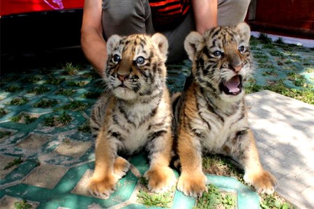 Siberian tiger cubs are seen at a zoo in Shiyan City, central China's Hubei Province, June 10, 2014. The tiger cubs were born on May 2. Photo/Xinhua