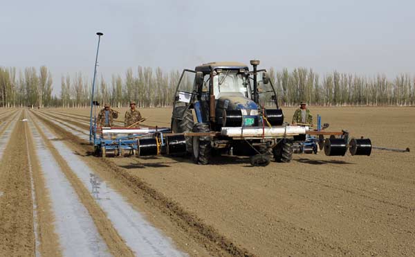 PE film is widely used in the Xinjiang Uygur autonomous region to improve water retention and maintain constant temperatures at root level, which are crucial factors in a region that includes a large section of the Gobi Desert and thousands of hectares of arid land. However, pollution concerns have encouraged scientists to look for alternatives. (Photo: China Daily/Gao Bo)