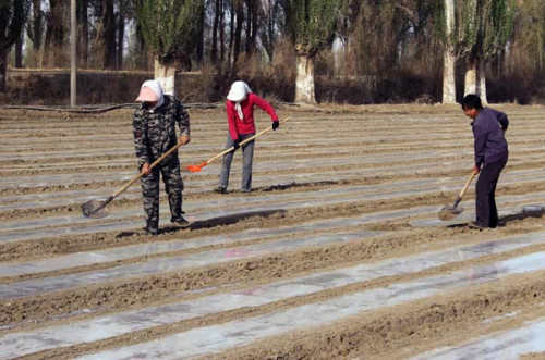 Farmers in Aksu, Xinjiang, level soil covered by PE film before sowing cotton seeds. (Photo: China Daily/Gao Bo)