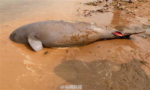 The carcass of an adult finless porpoise is found alongside the river bank in a village in east China's Jiangxi province on March 16. (Photo/CCTV Network's Weibo account)
