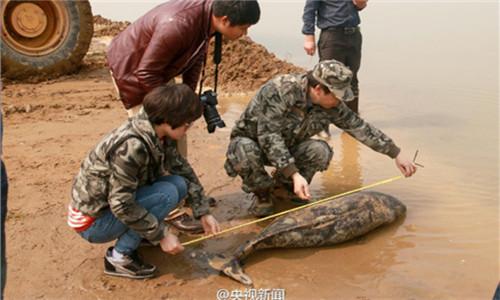 The carcass of an adult finless porpoise is found alongside the river bank in a village in east China's Jiangxi province on March 16. (Photo/CCTV Network's Weibo account)