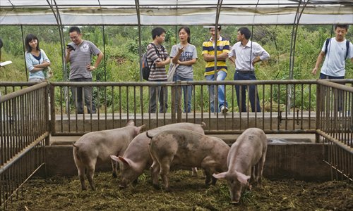 The use of antibiotics increases the rate of growth of pigs, as well as keeping them healthy in spite of being kept in cramped, filthy conditions. (Photo: GT/Li Hao)