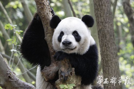 (File photo of the male panda/West China City Daily)