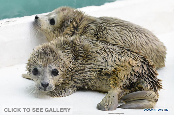 Newly-born harbor seal calves are seen at Sunasia Ocean World in Dalian, northeast China's Liaoning province, March 5, 2015. A harbor seal gave birth to twins on Wednesday morning, weighing 8.8 and 8.2 kilograms respectively. The elder calf was left to its mother and the younger one had to be sent to feeders for artificial breeding. (Photo: Xinhua/Pan Yulong)